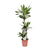 Drachenbaum - Dracaena Janet Lind - ↕ 130 cm - Ø 24 cm
