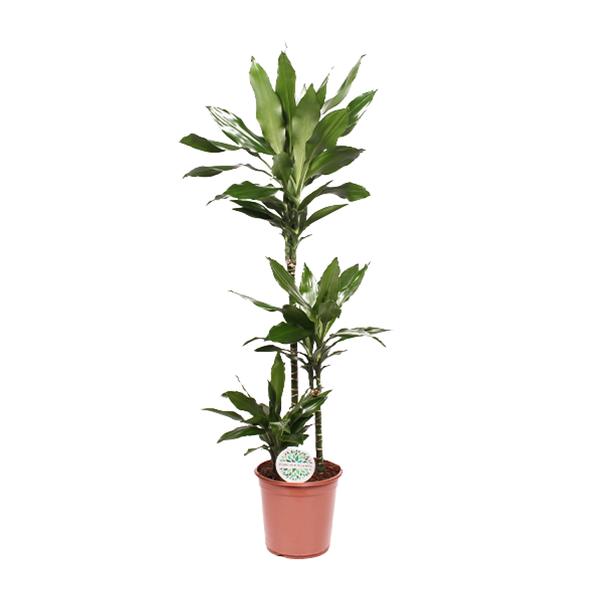 Drachenbaum - Dracaena Janet Lind - ↕ 130 cm - Ø 24 cm