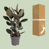 Gummibaum - Ficus Elastica Abidjan - ↕ 110 cm - Ø 27 cm