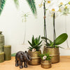 Nachtfalterorchidee - Phalaenopsis - ↕ 25 cm - Ø 12 cm | 2er-Set Groove gold inkl. goldener Keramik-Ziertöpfe