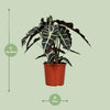 Pfeilblatt – Alocasia Polly – ↕ 45 cm – Ø 17 cm