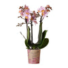 Nachtfalterorchidee rosa – Phalaenopsis Orchidee – Andorra – ↕ ca. 35–45 cm – Ø 9 cm