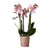 Nachtfalterorchidee rosa – Phalaenopsis Orchidee – Andorra – ↕ ca. 35–45 cm – Ø 9 cm