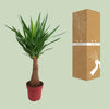 Palmlilie - Yucca Maya Tree - ↕ 100 cm - Ø 21 cm