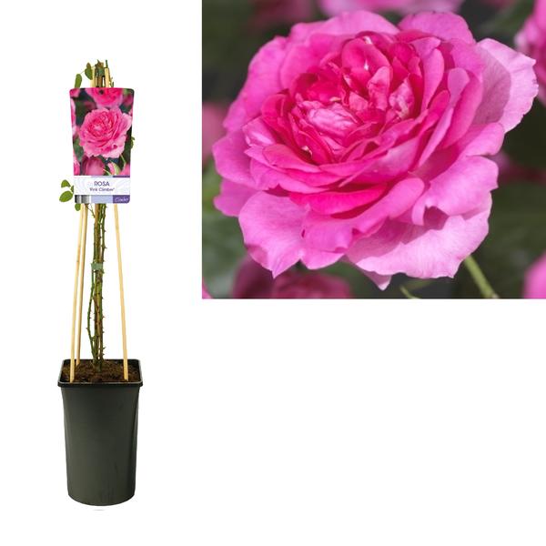 Kletterrose – Rosa 'Pink Climber' – ↕ 75 cm – Ø 17 cm