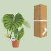 Philodendron Plowmanii - ↕ 50 cm - Ø 15 cm