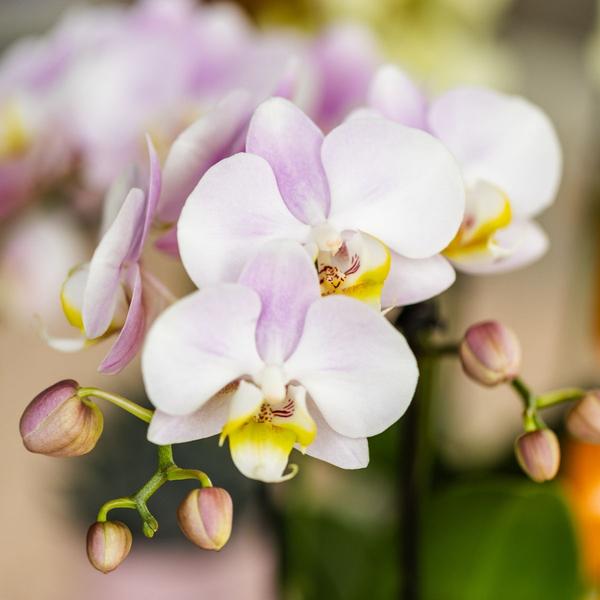 Pflanzenset Valentinstag 'Candy' – Phalaenopsis Orchidee Portugal rosa & Sukkulente – inkl. Keramik-Dekotöpfe
