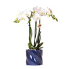 Nachtfalterorchidee - Phalaenopsis Amabilis weiß - ↕ 40 cm - Ø 9 cm | Candy-Übertopf Blau