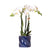 Nachtfalterorchidee - Phalaenopsis Amabilis weiß - ↕ 40 cm - Ø 9 cm | Candy-Übertopf Blau