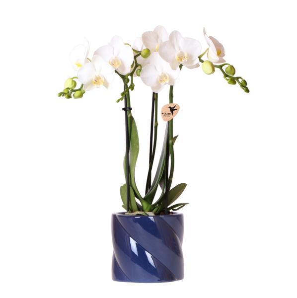 Nachtfalterorchidee - Phalaenopsis Amabilis weiß - ↕ 40 cm - Ø 9 cm | Candy-Übertopf Blau
