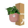 Philodendron Scandens - ↕ ca. 20 cm - Ø 14 cm | ELHO Vibes Fold Übertopf rosa