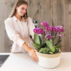 Pflanzenset Lila – 3x Phalaenopsis Morelia lila 9 cm & 3x Grünpflanzen – inkl. Baumwollkorb mit Wassertank – Dschungelstrauß Lila