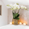 Nachtfalterorchidee - Phalaenopsis - ↕ ca. 40 cm - Ø 9 cm | 3er-Set Groove inkl. Keramiktöpfen & Deko-Elefant