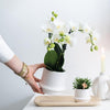 2x Nachtfalterorchidee weiß – Phalaenopsis Orchidee – Amabilis – ↕ ca. 35–45 cm – Ø 9 cm – COMBI DEAL