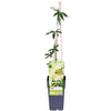 Passiflora weiß caerulea 'Constance Elliot' - Ø15cm - ↕65cm