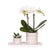 Pflanzenset Le Chic Small – Phalaenopsis Amabilis weiß & Sukkulente – inkl. Keramiktöpfe auf organischem Tablett Creme
