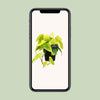 Philodendron Lime - ↕ 25 cm - Ø 12 cm