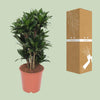 Drachenbaum - Dracaena Compacta - ↕ 80 cm - Ø 24 cm