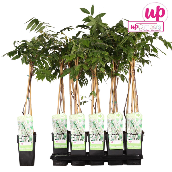 Blauregen – Wisteria floribunda Longissima Alba – ↕ 65 cm – Ø 15 cm