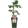 Feige – Ficus Gustissimo Perretta – ↕ 50 cm – Ø 19 cm