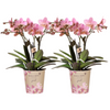Nachtfalterorchidee - KOMBI ANGEBOT von 2 altrosa Phalaenopsis Orchideen - ↕ 40 cm - Ø 12 cm