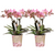 Nachtfalterorchidee - KOMBI ANGEBOT von 2 altrosa Phalaenopsis Orchideen - ↕ 40 cm - Ø 12 cm