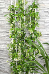 Toskanischer Jasmin – Trachelospermum Star of Venice Weiß – ↕ 65 cm – Ø 15 cm