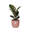 Gummibaum - Ficus Elastica Robusta - ↕ 59 cm - Ø 14 cm | ELHO Vibes Fold Übertopf rosa