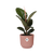 Gummibaum - Ficus Elastica Robusta - ↕ 59 cm - Ø 14 cm | ELHO Vibes Fold Übertopf rosa