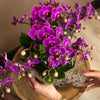 Nachtfalterorchidee lila – Phalaenopsis Orchidee – Morelia – ↕ ca. 35–45 cm – Ø 9 cm