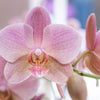 Orchideen - Überraschungsbox Mix - mit 4 verschiedenen Orchideen