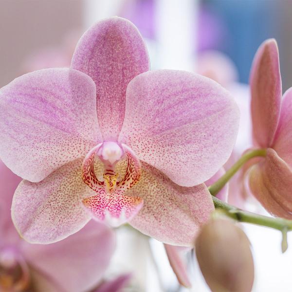 Orchideen - Überraschungsbox Mix - mit 4 verschiedenen Orchideen