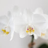 Geschenkset Untamed Nature Small – Grünpflanze & Phalaenopsis Orchidee Amabilis weiß – im Jaguar-Ziertopf auf Bambustablett