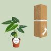 Pfeilblatt - Alocasia Frydek - ↕ 35 cm - Ø 12 cm