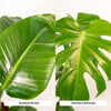 Strelitzia Nicolai - ↕ 85 cm - Ø 19 cm + Monstera Deliciosa - ↕ 75 cm - Ø 21 cm