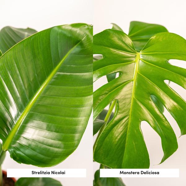 Strelitzia Nicolai - ↕ 85 cm - Ø 19 cm + Monstera Deliciosa - ↕ 75 cm - Ø 21 cm