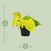 Philodendron Lime - ↕ 20 cm - Ø 12 cm