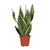 Bogenhanf - Sansevieria Trifasciata Futura Superba - ↕ 40 cm - Ø 12 cm