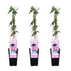 3x Passionsblume – Passiflora 'Purple Haze' – ↕ 65 cm – Ø 15 cm