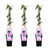 3x Passionsblume – Passiflora 'Purple Haze' – ↕ 65 cm – Ø 15 cm