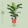 Strelitzia Nicolai - ↕ 80 cm - Ø 21 cm