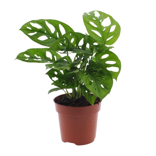 Zimmerpflanzen-Set „Hängepflanzen“ – Efeutute, Monkey Leaf & Grünlilie – im Set enthalten: Fensterblatt ‚Monkey Leaf' – Monstera adansonii