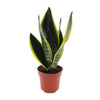 Bogenhanf - Sansevieria Futura Superba - ↕ 30 cm - Ø 12 cm