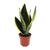 Bogenhanf - Sansevieria Futura Superba - ↕ 30 cm - Ø 12 cm