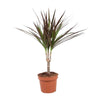 Drachenbaum - Dracaena Magenta - ↕ 50 cm - Ø 12 cm