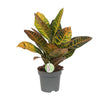 Kroton – Codiaeum Petra – ↕ 45 cm – Ø 17 cm