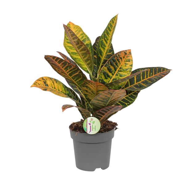 Kroton – Codiaeum Petra – ↕ 45 cm – Ø 17 cm