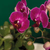 Nachtfalterorchidee - Phalaenopsis - ↕ 40 cm - Ø 9 cm | 3er-Set in lila mit Keramik-Ziertöpfen & Zubehör