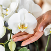 4x Nachtfalterorchidee weiß – Phalaenopsis Orchidee – Ghent – Ø 12 cm – COMBI DEAL