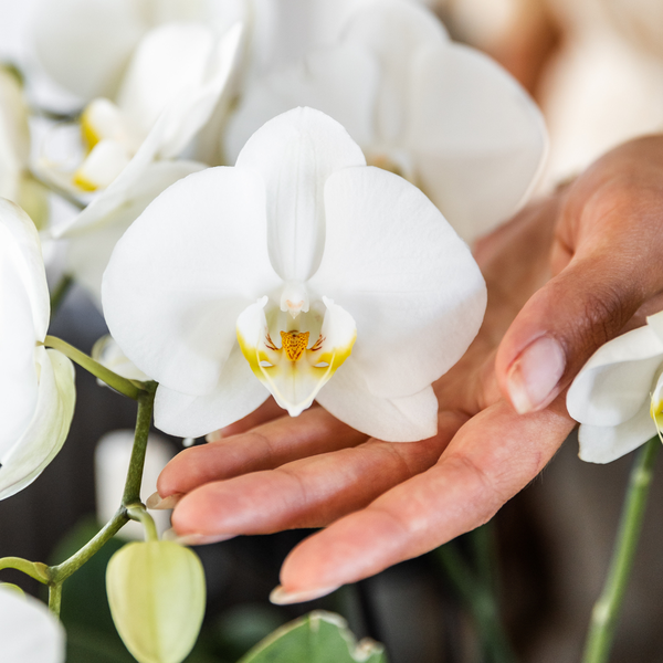 4x Nachtfalterorchidee weiß – Phalaenopsis Orchidee – Ghent – Ø 12 cm – COMBI DEAL